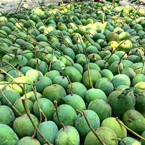 আম্রপালি আম - 24KG